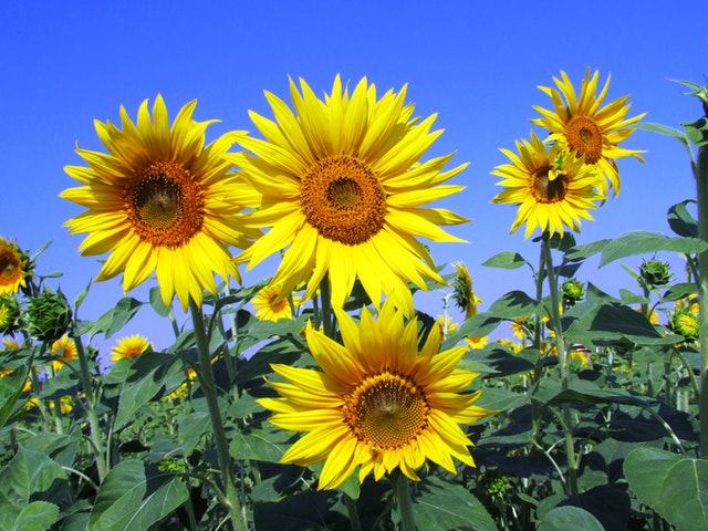 Test1